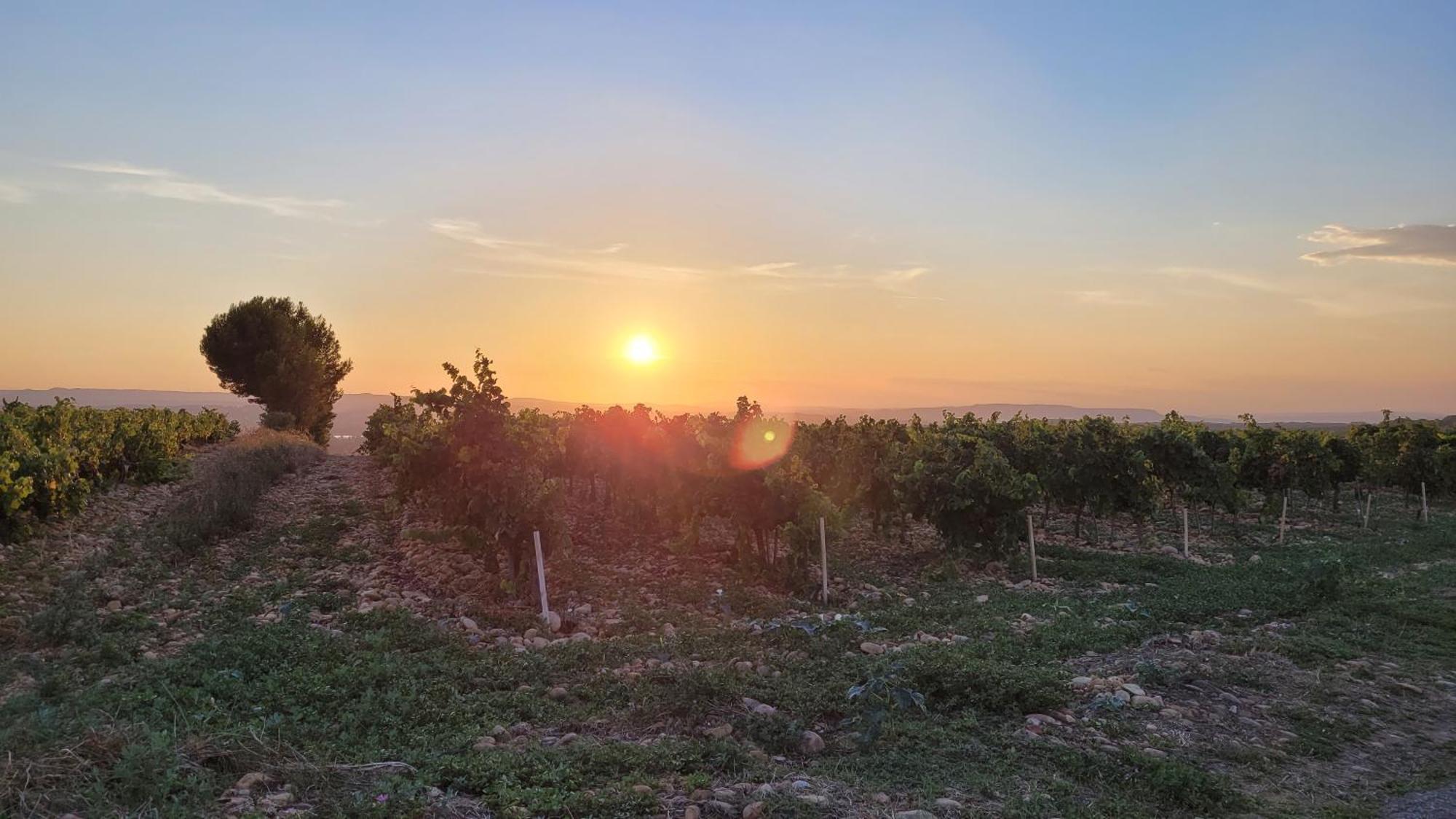 Le Willow Chateauneuf-du-Pape Ngoại thất bức ảnh